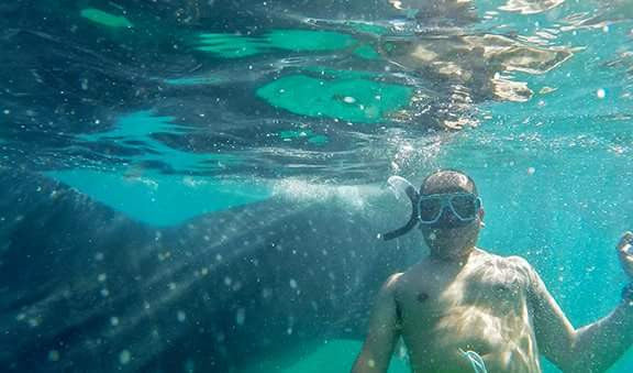 $5 Buck Club - Submariner Universal Waterproof Phone Case