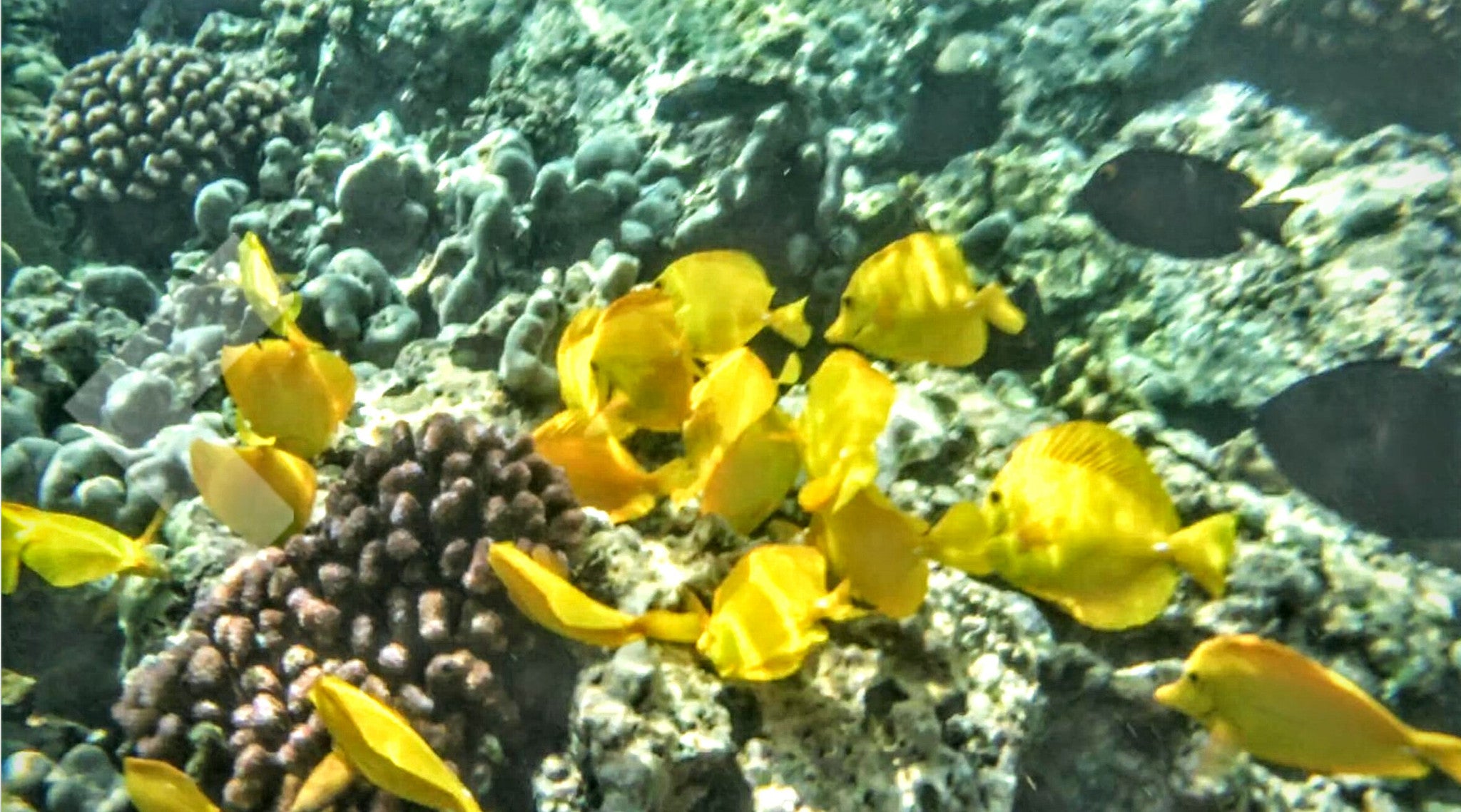 $5 Buck Club - Submariner Universal Waterproof Phone Case