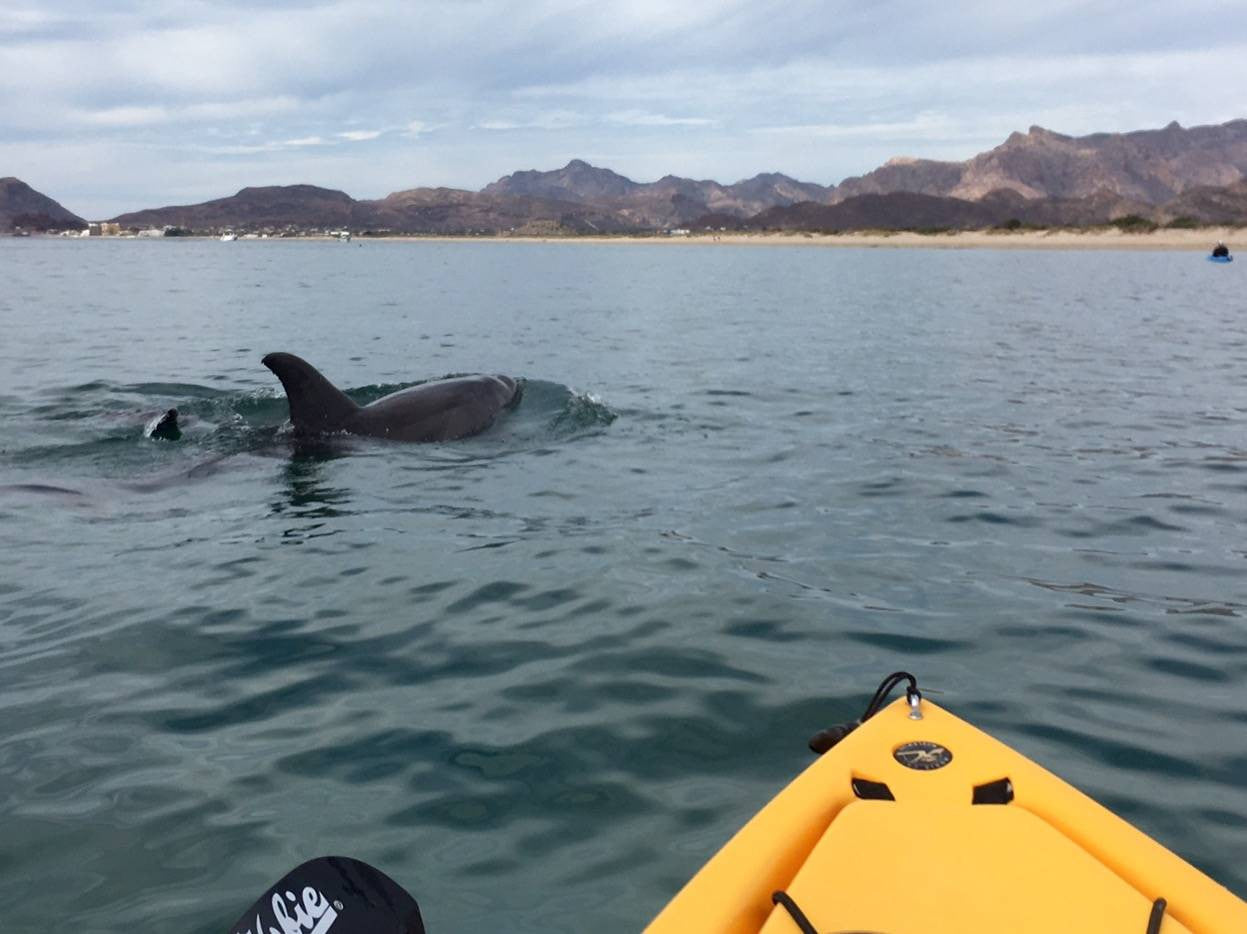 $5 Buck Club - Submariner Universal Waterproof Phone Case